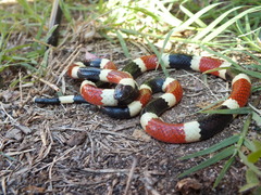 Micruroides euryxanthus