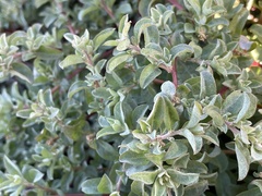 Atriplex pacifica