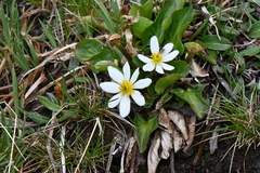 Caltha leptosepala