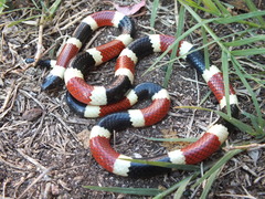 Micruroides euryxanthus