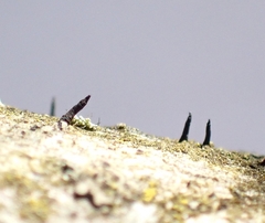 Morrisographium boudieri
