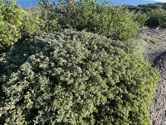 Atriplex pacifica