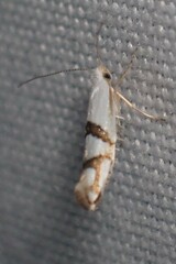 Argyresthia oreasella