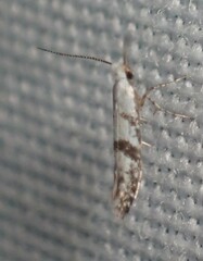 Argyresthia