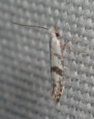 Argyresthia
