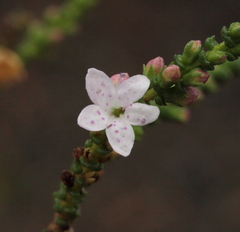 Myoporum cordifolium