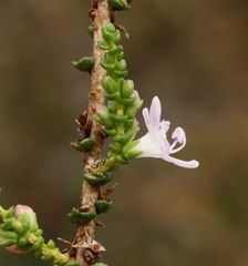 Myoporum cordifolium