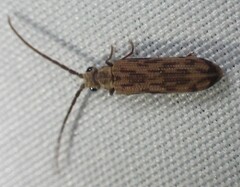 Tenomerga cinerea