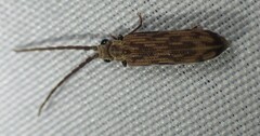 Tenomerga cinerea