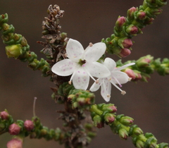 Myoporum cordifolium
