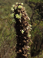 Puya goudotiana