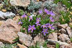 Primula angustifolia