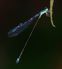Stenagrion dubium