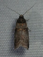 Acrobasis caryae