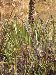 Puya goudotiana