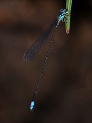 Stenagrion dubium
