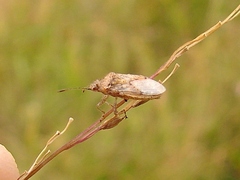 Rhopalinae