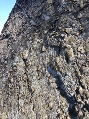 Lasallia pensylvanica