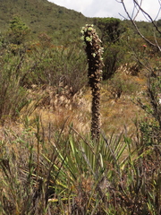 Puya goudotiana