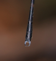 Devadatta