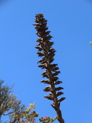 Puya nitida