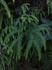 Sticherus squamulosus