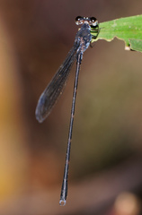 Devadatta