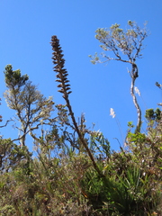 Puya nitida