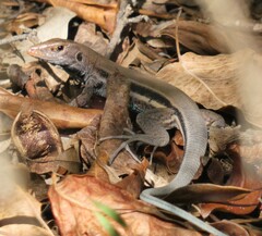 Pholidoscelis auberi
