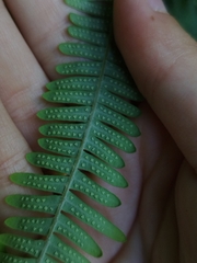 Sticherus squamulosus