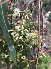 Eucalyptus fasciculosa