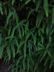 Sticherus squamulosus