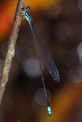 Stenagrion dubium