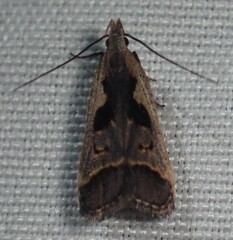 Dichomeris bilobella