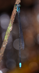Stenagrion dubium