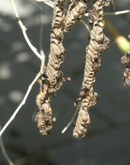 Ropalidia revolutionalis