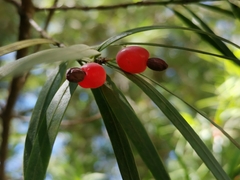 Podocarpus salignus