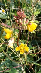 Senna occidentalis