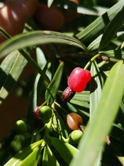 Podocarpus salignus