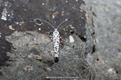 Yponomeuta strigillatus