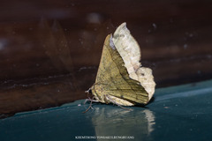 Erastria madecassaria