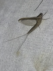 Callibaetis