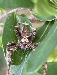 Hortophora