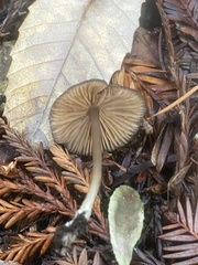 Cyanula