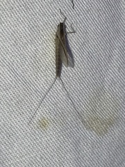 Callibaetis