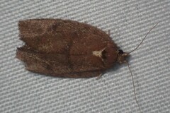 Argyrotaenia juglandana