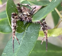 Hortophora