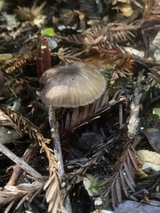 Cyanula