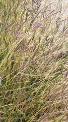 Dichanthium annulatum