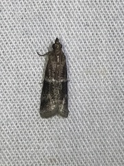 Moodna ostrinella